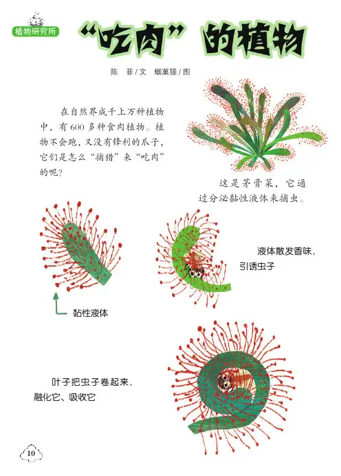 “吃肉”的植物