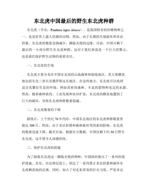 东北虎中国最后的野生东北虎种群