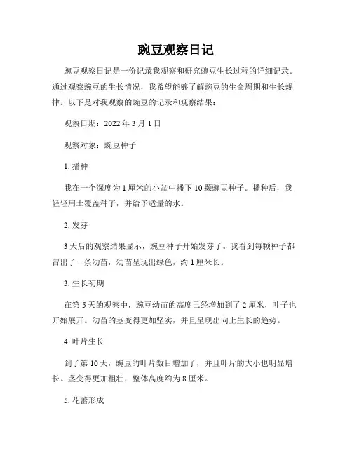 豌豆观察日记