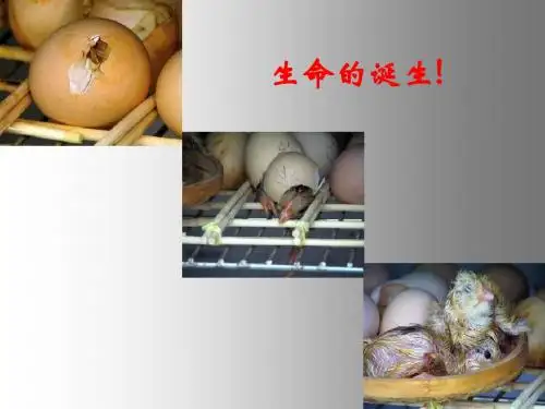 短文两篇《蝉》《贝壳》ppt课件2 (2)
