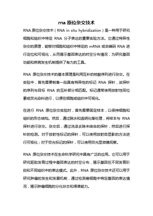 rna原位杂交技术
