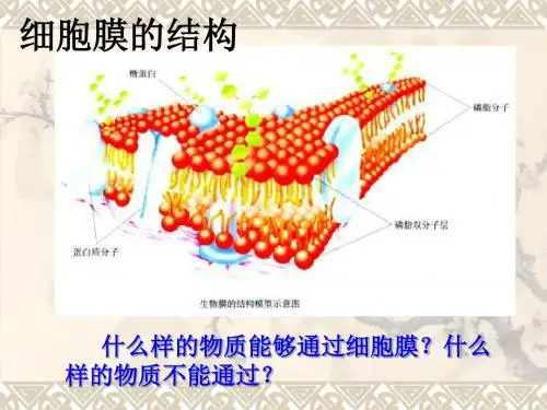 高中生物物质的跨膜运输PPT11 苏教版