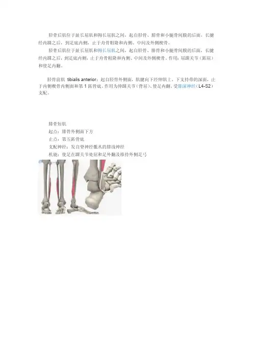 胫骨前、后肌腓骨长短肌
