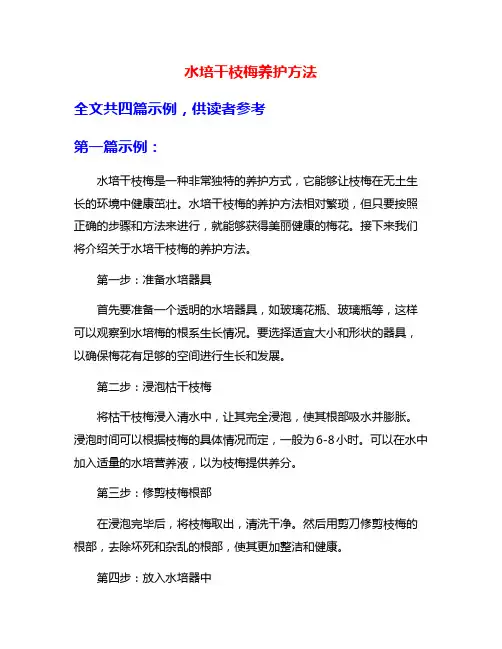 水培干枝梅养护方法