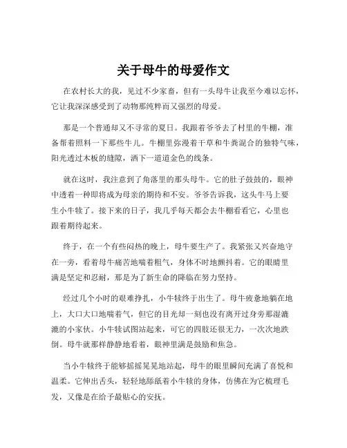 关于母牛的母爱作文