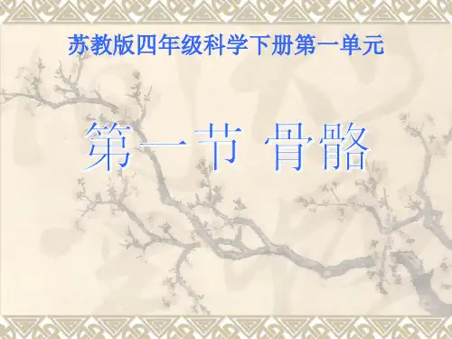 四年级下 骨骼 苏教版 共21张
