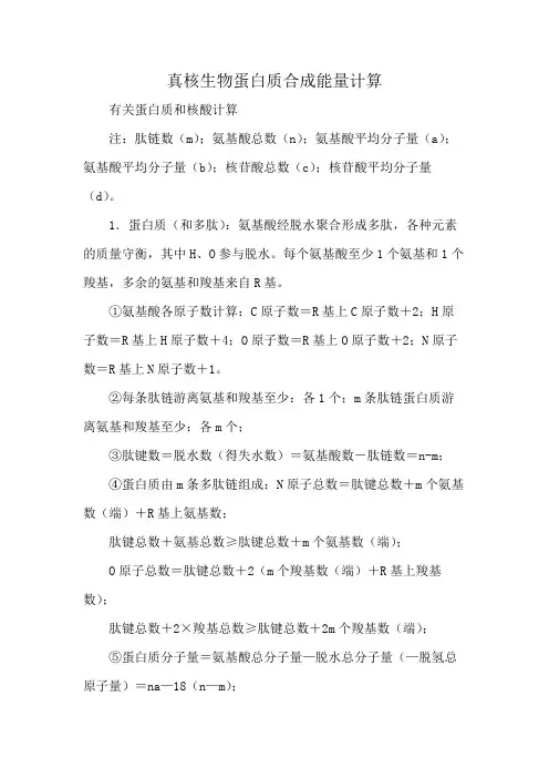 真核生物蛋白质合成能量计算