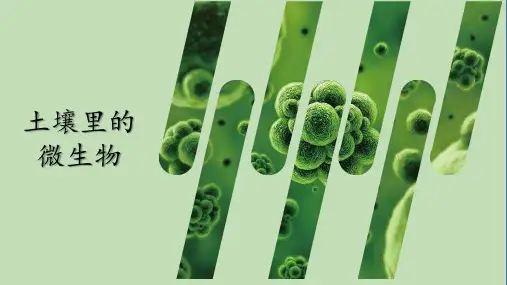 苏科版七年级生物下册 第13章 第2节 土壤里的微生物