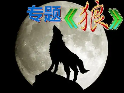狼 专题