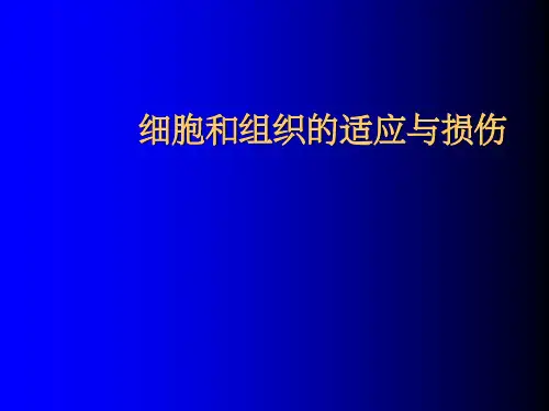 细胞和组织的适应与损伤