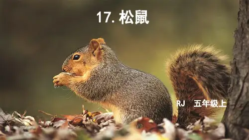 五年级语文人教部编版(上册)17松鼠部编版(共36张PPT)