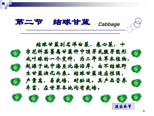 结球甘蓝PPT课件