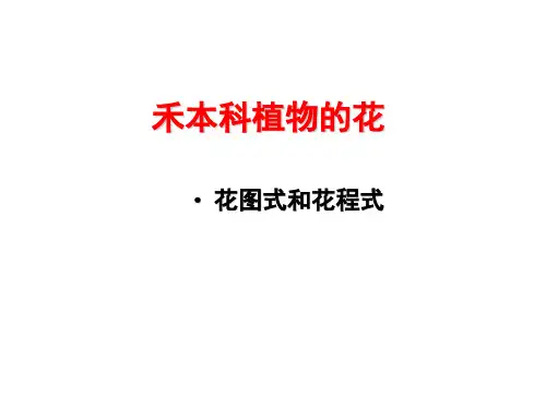 禾本科植物的花