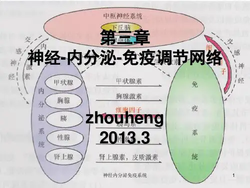神经内分泌免疫系统ppt课件