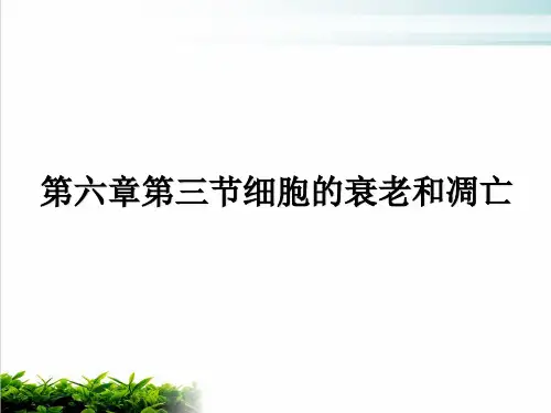 人教版生物必修一《细胞的衰老和凋亡》完美课件