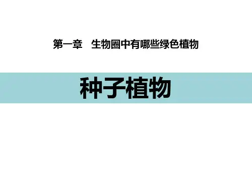 《种子植物》PPT优质课件