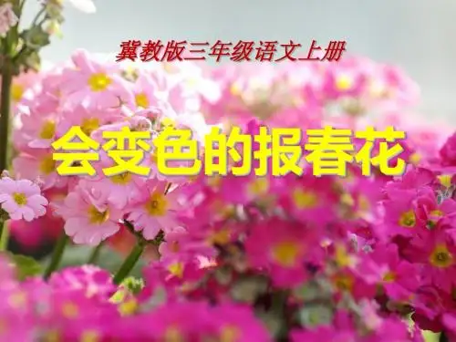 《会变色的报春花》PPT课件2 (共15张PPT)