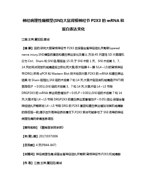 神经病理性痛模型(SNI)大鼠背根神经节P2X3的mRNA和蛋白表达变化