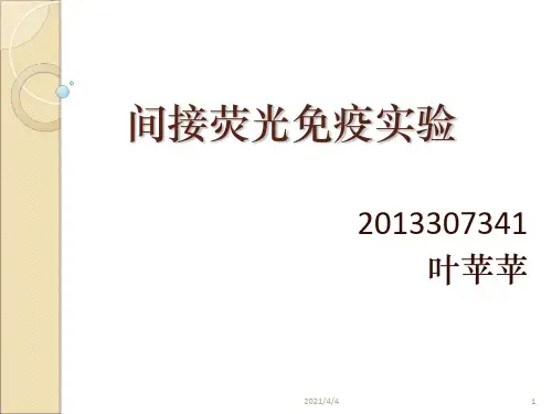 间接免疫荧光试验