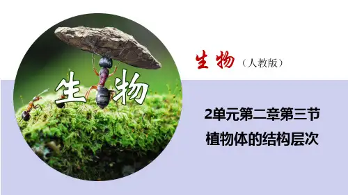 2.2.4 单细胞生物(课件)七年级生物上册(人教版)