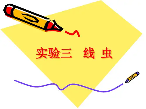 寄生虫学实验课件：实验3  线虫