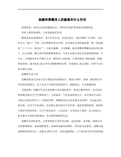 泥鳅和黄鳝身上的黏液有什么作用