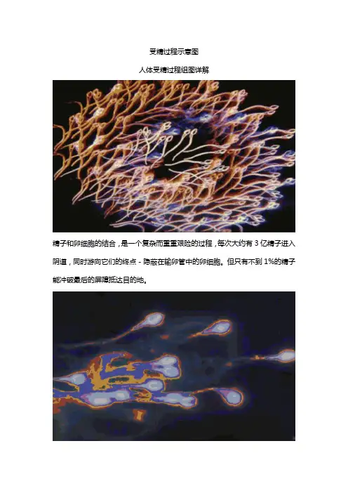 受精过程的示意图。加上文字说明。