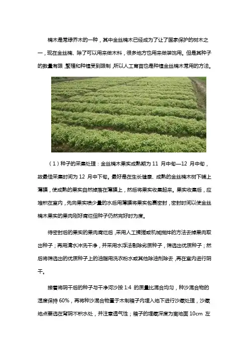 金丝楠木的如何育苗