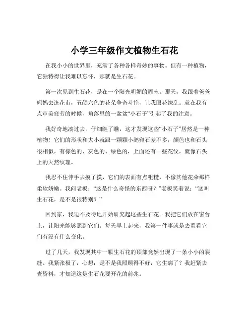 小学三年级作文植物生石花