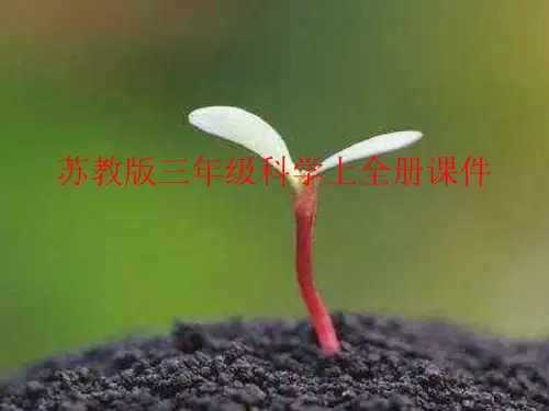 新苏教版三年级科学上全册课件