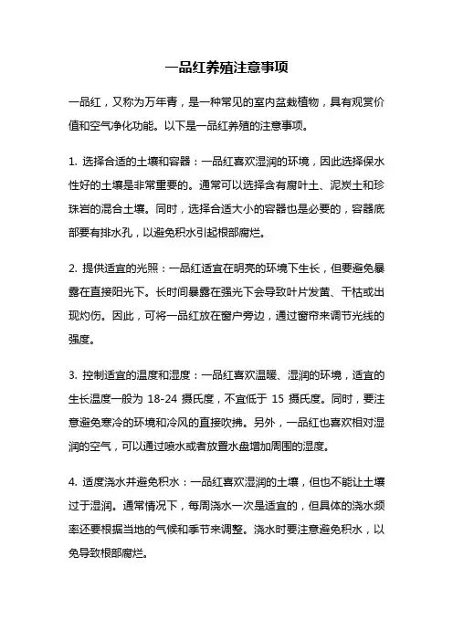 一品红养殖注意事项