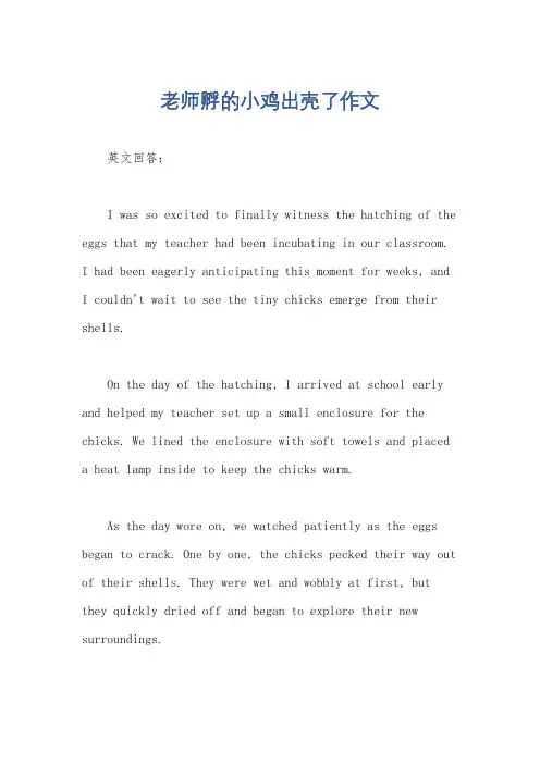 老师孵的小鸡出壳了作文