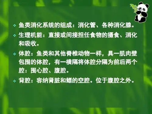 鱼类的消化系统解析ppt课件.ppt