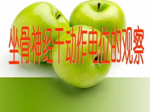 09神经干动作电位