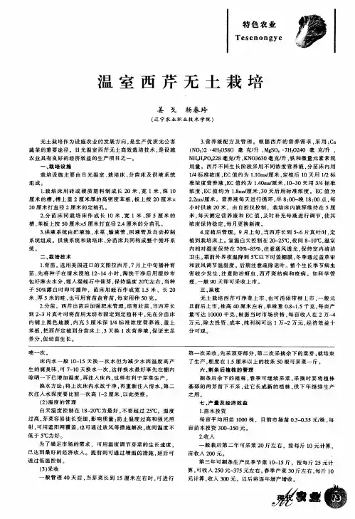 温室西芹无土栽培