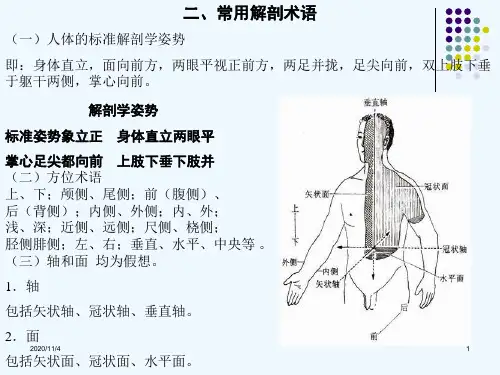 人体解剖学课件全副本