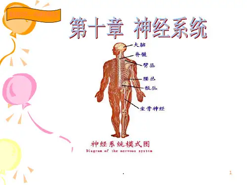 解剖学第十章神经系统中枢神经系统PPT课件