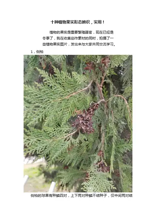 十种植物果实形态辨识，实用！