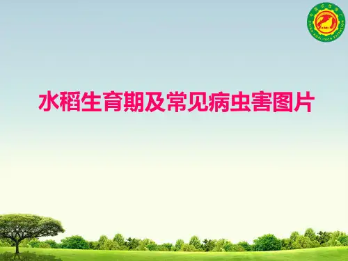 水稻生育期及常见病虫害图片