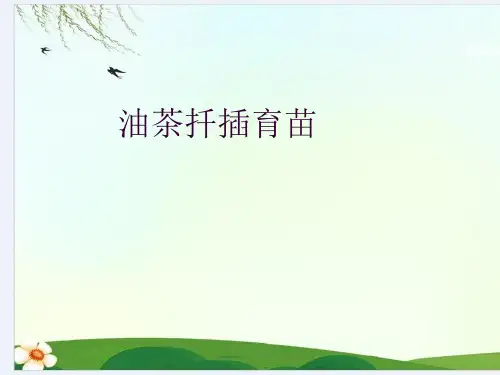 油茶扦插育苗