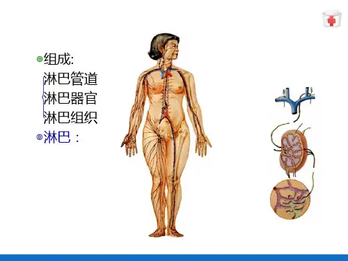 淋巴系统—淋巴系统总论(人体解剖学课件)