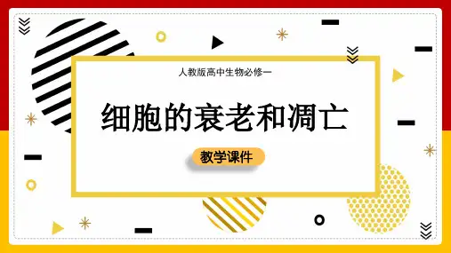 高中生物人教版必修一《细胞的衰老和凋亡》课件