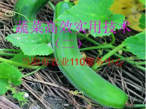 幻灯片1-中国农业信息网.