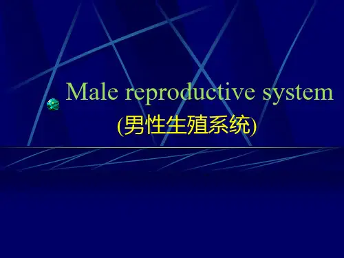 《男性生殖》ppt课件
