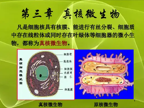 第三章 真核微生物 应用微生物技术(于淑萍)(二版) 教学课件