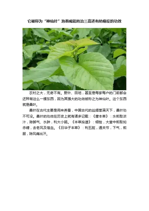 它被称为“神仙叶”泡着喝能防治三高还有防癌症的功效