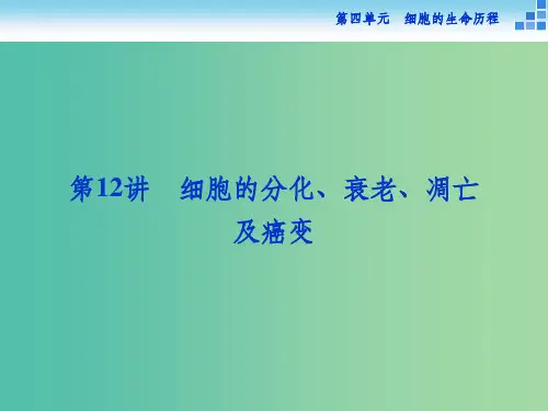 高考生物一轮复习 第四单元 第12讲 细胞的分化、衰老、凋亡及癌变