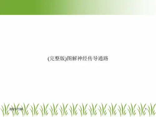 (完整版)图解神经传导通路