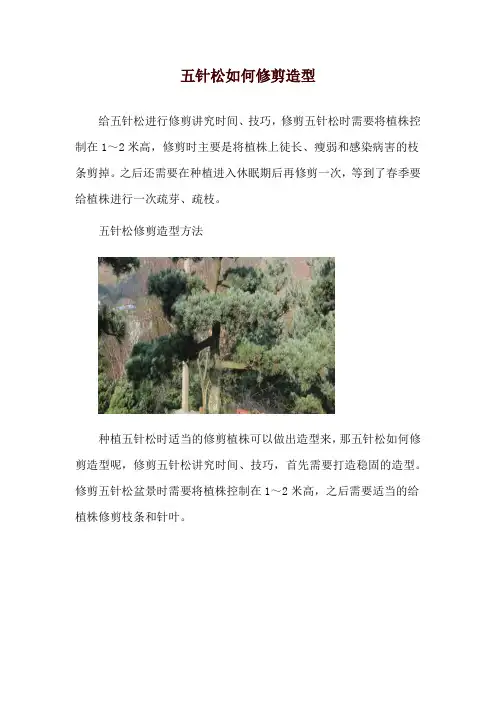 五针松如何修剪造型