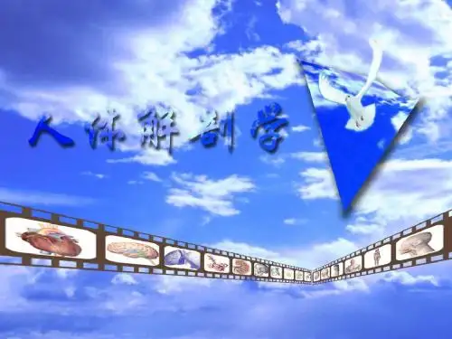 淋巴系统